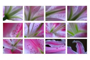2010 Abstract Lily Fine Art Photography Calendar
